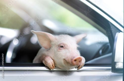 Funny pig hanging its paws on the car. Driving pig.