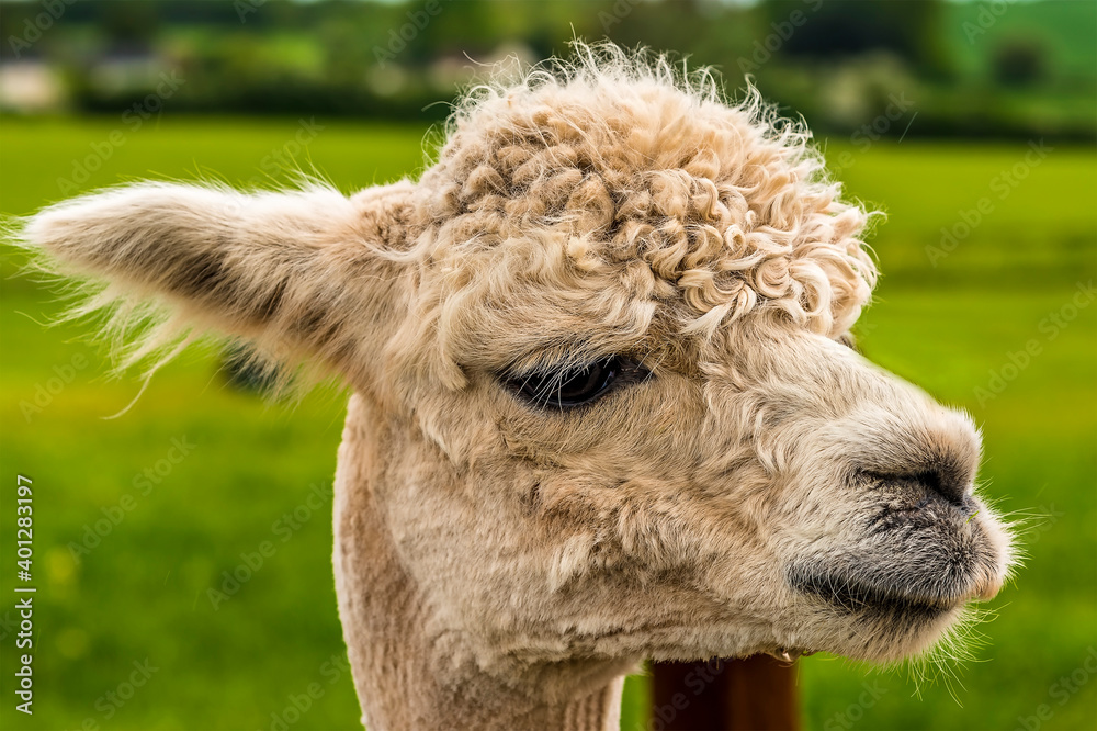 A close-up, side face view of a recently sheared, apricot coloured Alpaca in Charnwood Forest, UK on a spring day, shot with face focus and blurred background