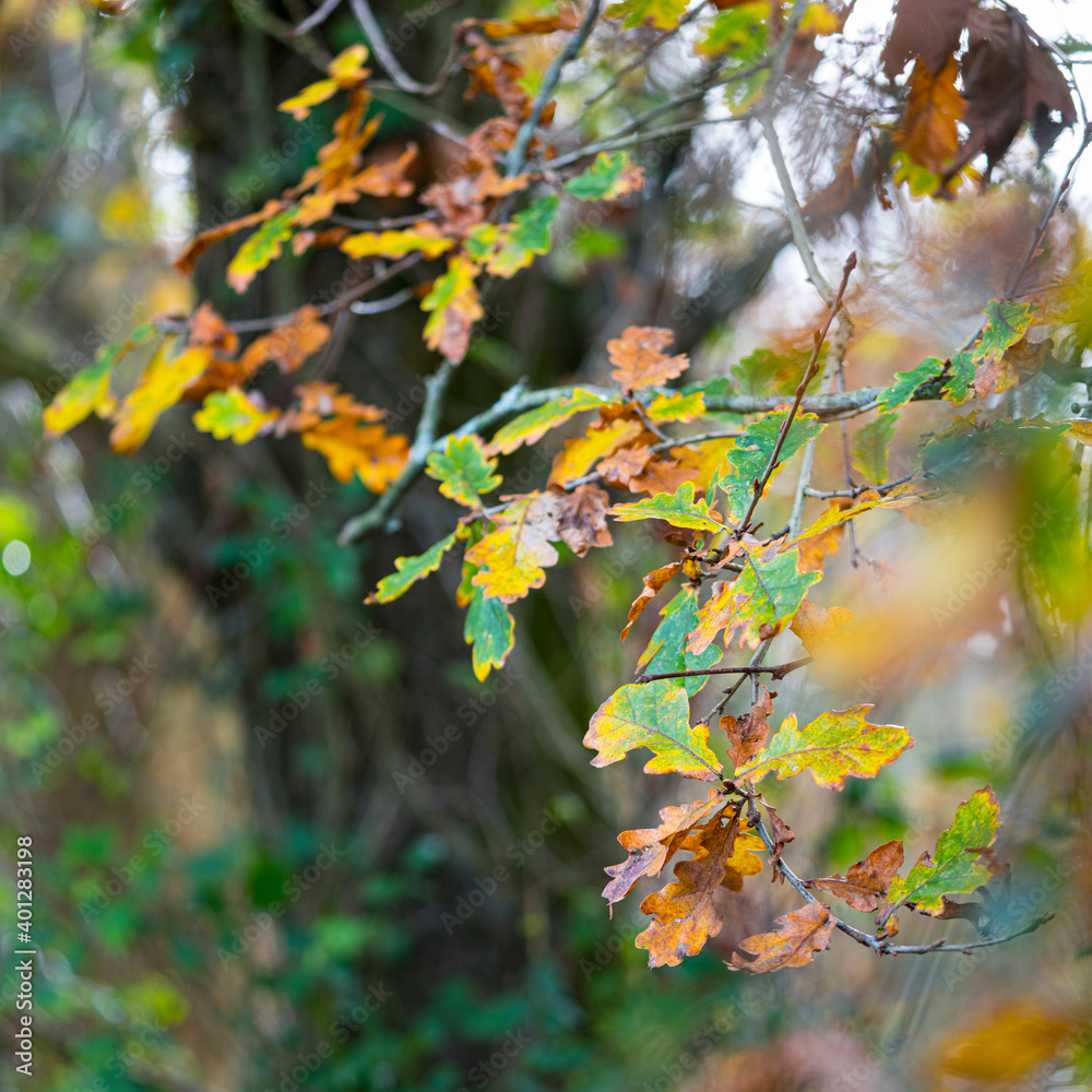 Obraz premium Oak forest in autumn in the Ferreria La Iseca, in the municipality of Guriezo in the province of Cantabria, Spain, Europe