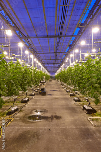 Εκτύπωση καμβά Growing cucumbers in industrial agricultural greenhouses