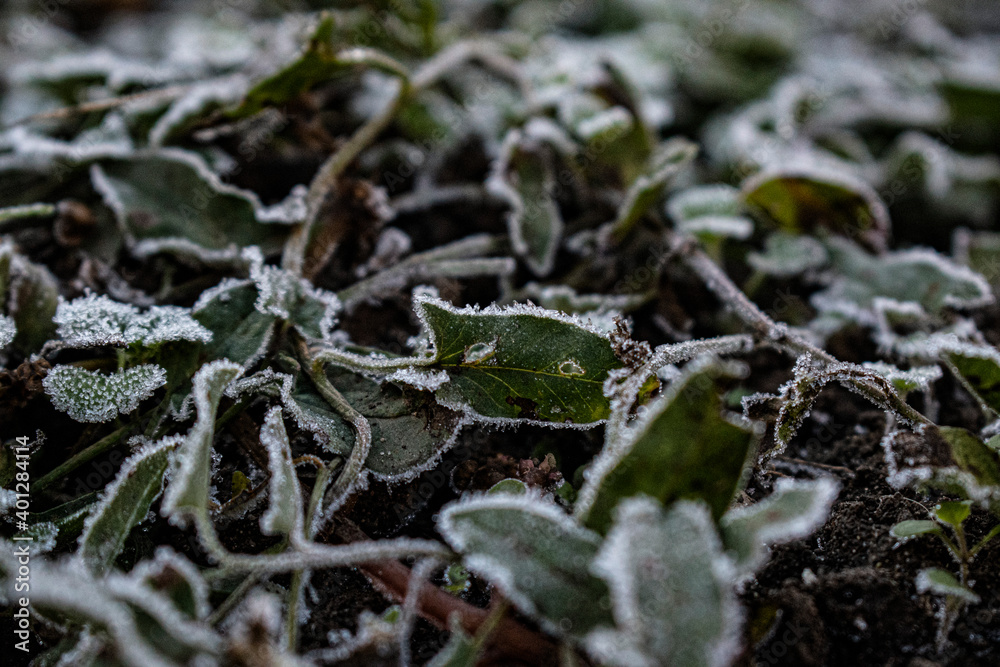 snow covered grass frost grass in ice