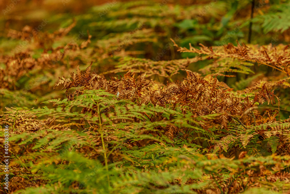 fern leaves brown and green fern leaves brown and green