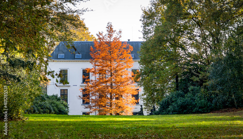 Larix tree in autumn colours in the park in Rijswijk NL