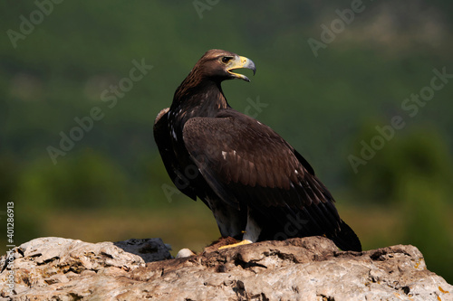 Golden eagle resting in summer day photo