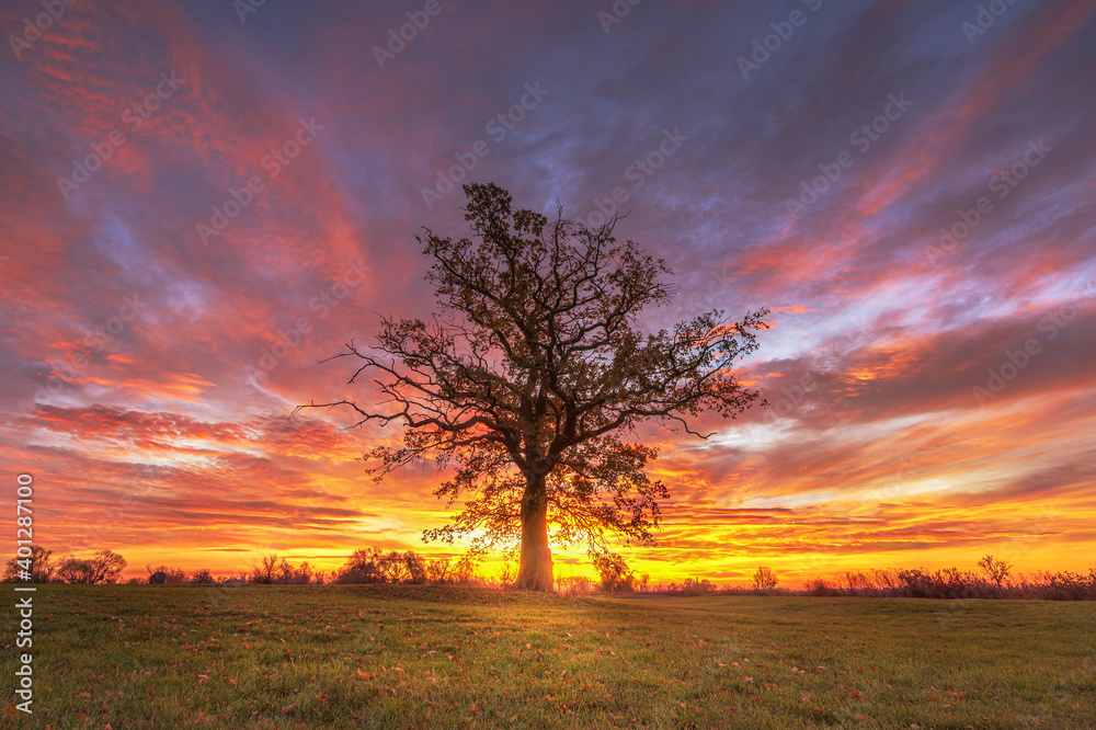Lonely tree at amazing sunrise 