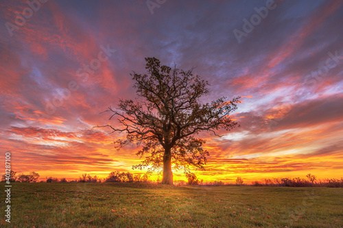 Lonely tree at amazing sunrise 