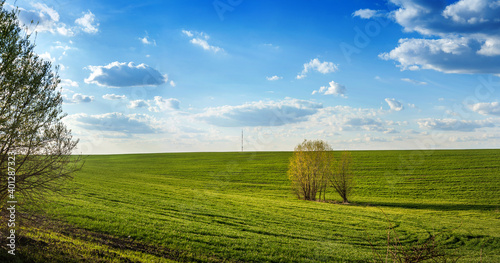 view of field of winter wheat and lonely tree in the hilly terrain with cloudly sky
