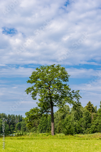 Nature in Russia. Lonely standing trees on a sunny summer day.