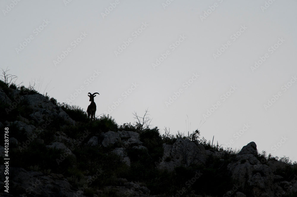 Wild Barbary sheep standing on rocky slope with bunches of grass while pasturing in evening Wild Barbary sheep standing on rocky slope with bunches of grass while pasturing in evening
