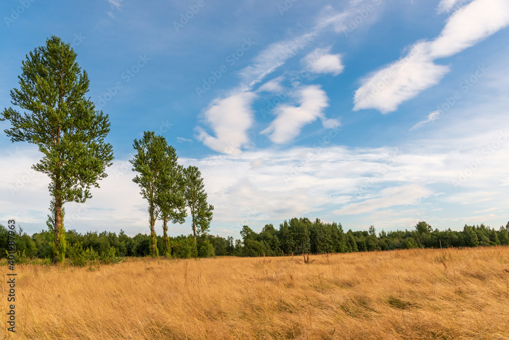 Nature in Russia. Lonely standing trees on a sunny summer day.