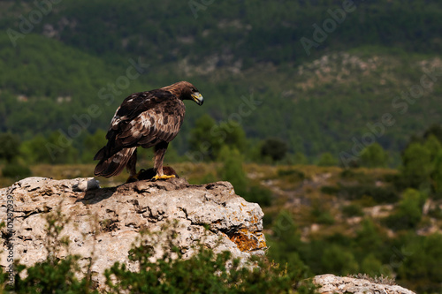 Golden eagle resting in summer day photo