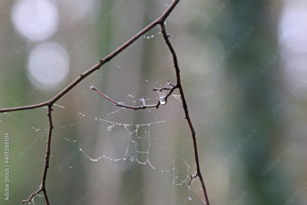 spider web with dew drops spider web with dew drops