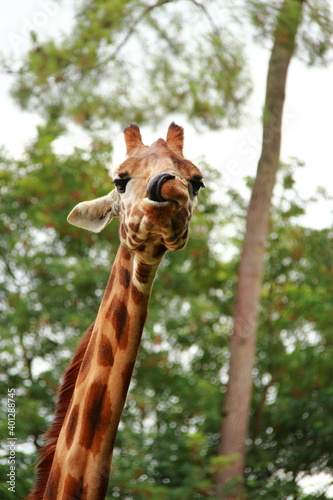 Girafes © d_e_r_i_c