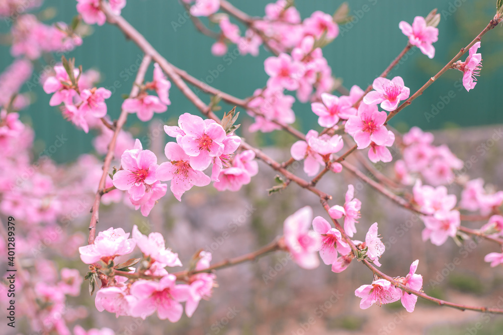 Flowering of the cherry tree. Spring background of blooming flowers. White and pink flowers. Beautiful nature scene with a flowering tree. Spring flowers Flowering of the cherry tree. Spring background of blooming flowers. White and pink flowers. Beautiful nature scene with a flowering tree. Spring flowers