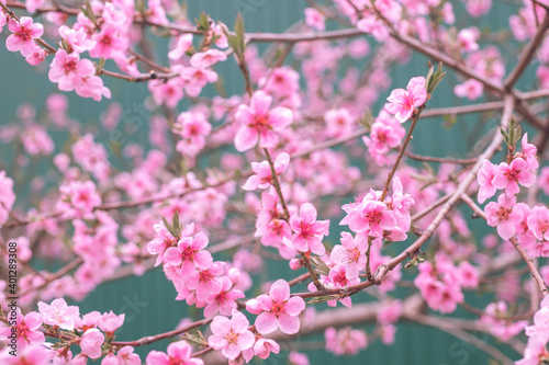 Flowering of the cherry tree. Spring background of blooming flowers. White and pink flowers. Beautiful nature scene with a flowering tree. Spring flowers