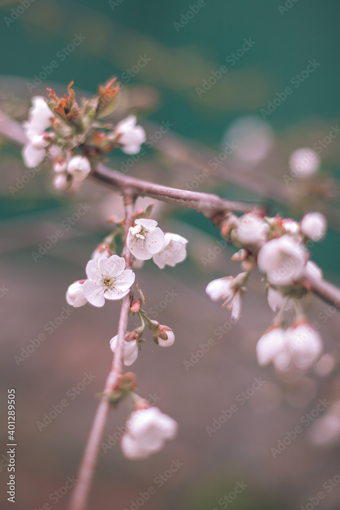 Flowering of the cherry tree. Spring background of blooming flowers. White and pink flowers. Beautiful nature scene with a flowering tree. Spring flowers Flowering of the cherry tree. Spring background of blooming flowers. White and pink flowers. Beautiful nature scene with a flowering tree. Spring flowers