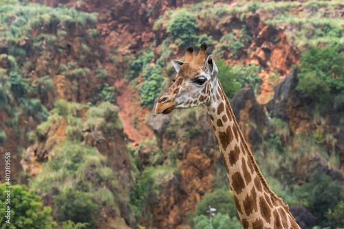 Closeup of head of adorable wild giraffe with brown spots standing against blurred green trees in nature
