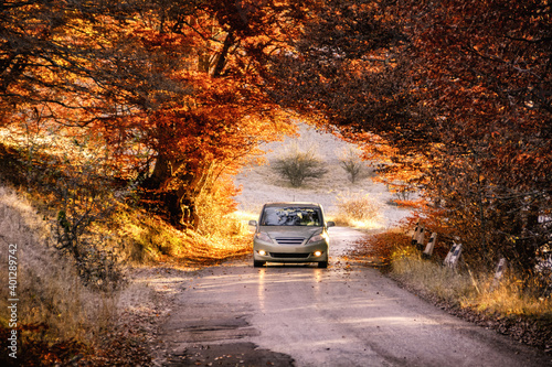 The car drives through a beautiful arch of autumn trees. Republic of Crimea