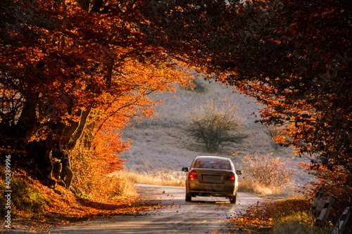 The car drives through a beautiful arch of autumn trees.. Republic of Crimea photo