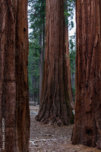 Sequoia tree trunk in Mariposa Grove, Yosemite, California