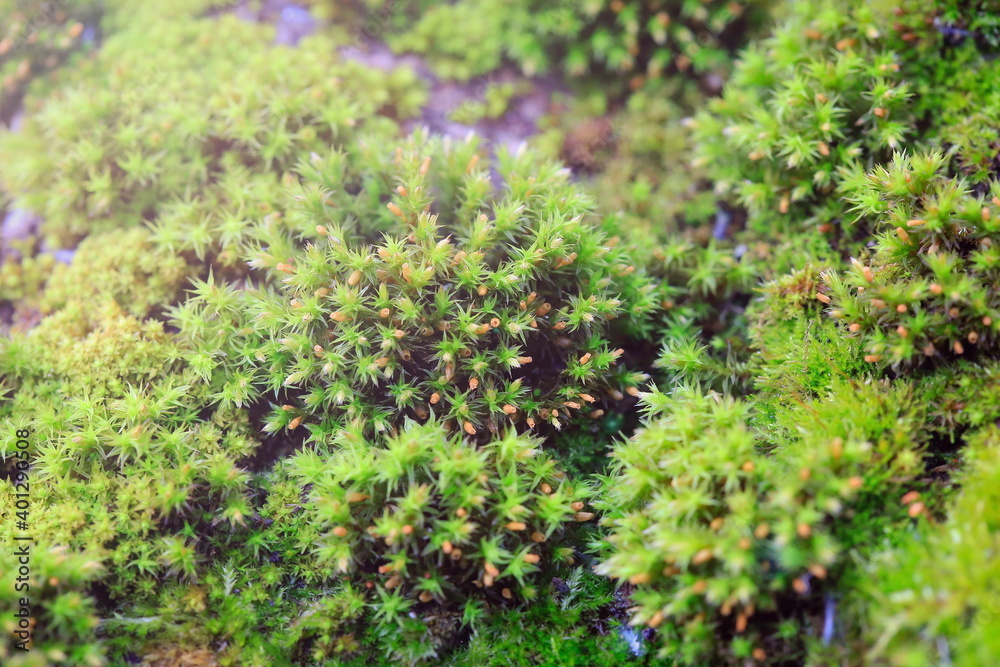 Fragment of green moss in the forest close-up Fragment of green moss in the forest close-up