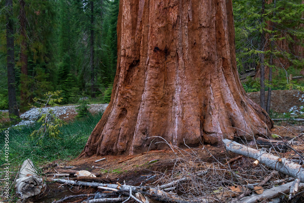 Sequoia tree trunk in Mariposa Grove, Yosemite, California Sequoia tree trunk in Mariposa Grove, Yosemite, California