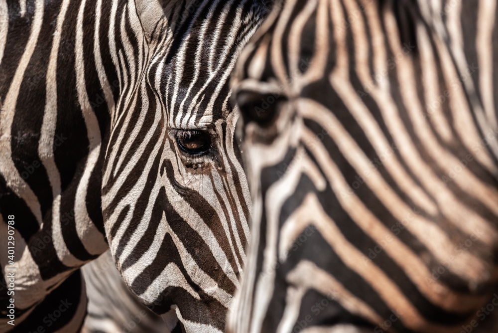 Closeup of muzzle of cute wild zebra with striped fur standing in nature Closeup of muzzle of cute wild zebra with striped fur standing in nature