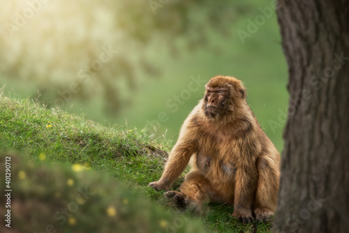 Fluffy monkey in nature looking away photo