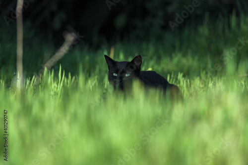 Attentive watchful black short haired cat standing among green grass on summer meadow photo