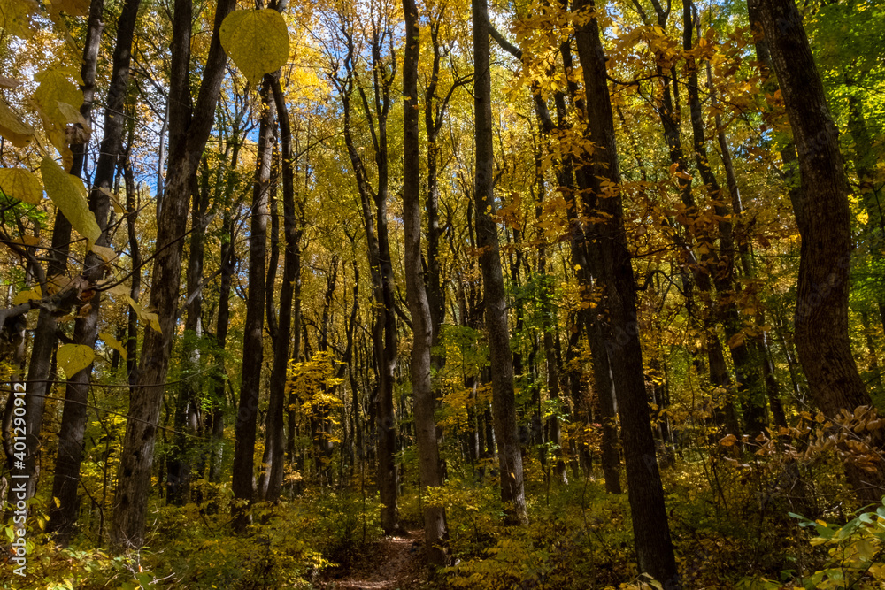 Fototapeta premium Tall Trees Fall Color Shenandoah National Park