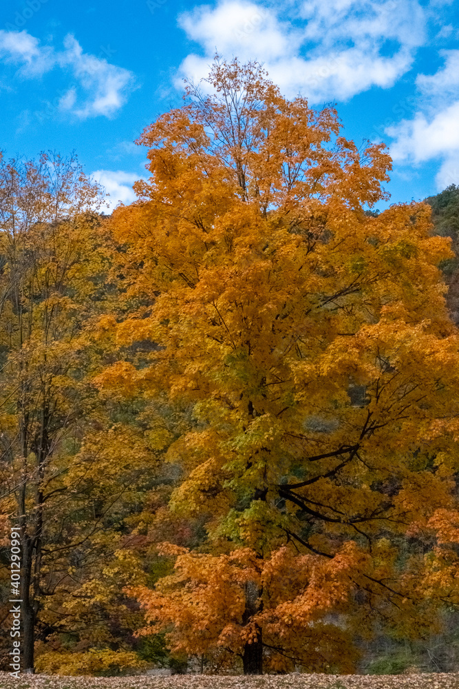 Fototapeta premium Autumn tree leaves color