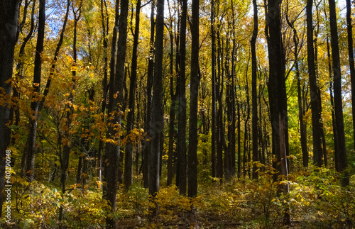 Tall Trees Fall Color Shenandoah National Park