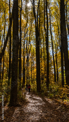 Tall Trees Fall Color Shenandoah National Park © LEN JOHNSON