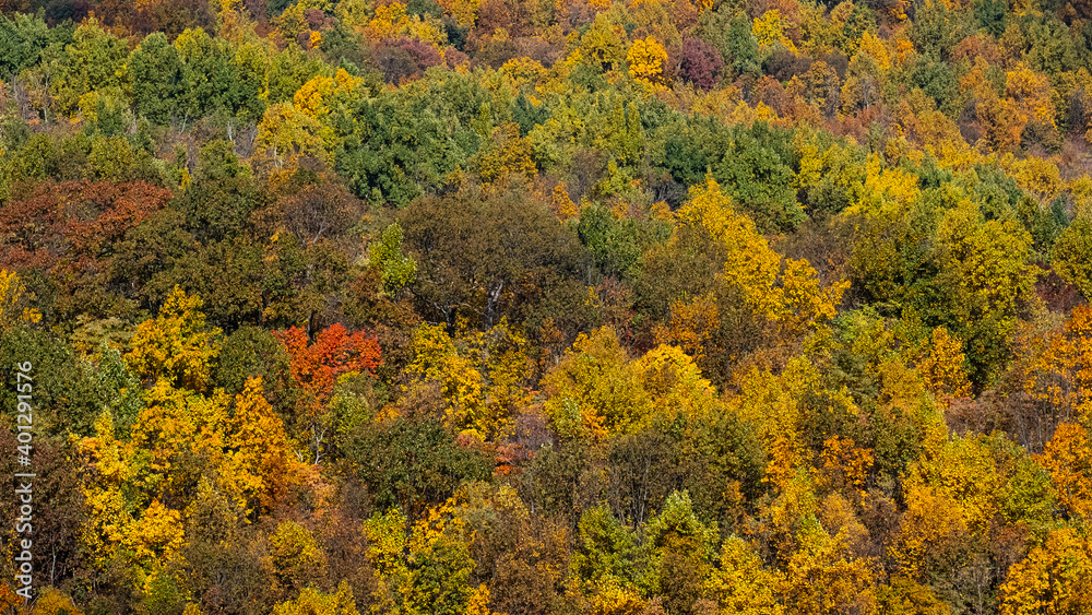 Autumn Color Autumn Color