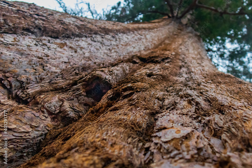 Fototapeta premium Sequoia tree trunk close-up in Mariposa Grove, Yosemite, California