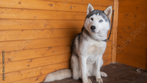 Adorable black and white with lazy-eyes Husky on a wooden background. Animal concept.