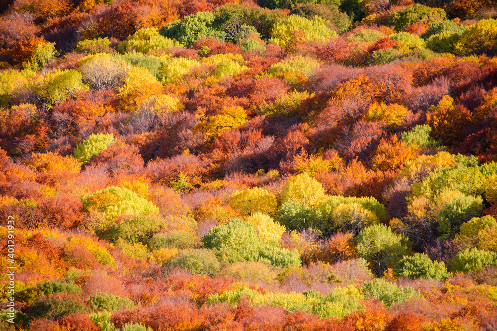 Autumn beech forest. Mountain range Demerdzhi, the Republic of Crimea. Autumn beech forest. Mountain range Demerdzhi, the Republic of Crimea.