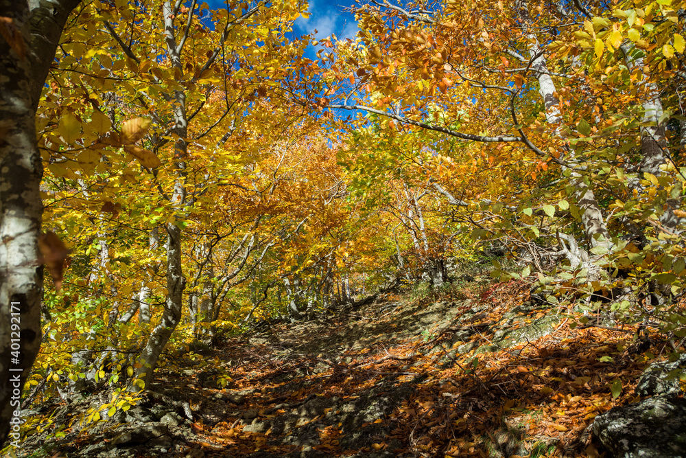 Autumn beech forest. Mountain range Demerdzhi, the Republic of Crimea. Autumn beech forest. Mountain range Demerdzhi, the Republic of Crimea.
