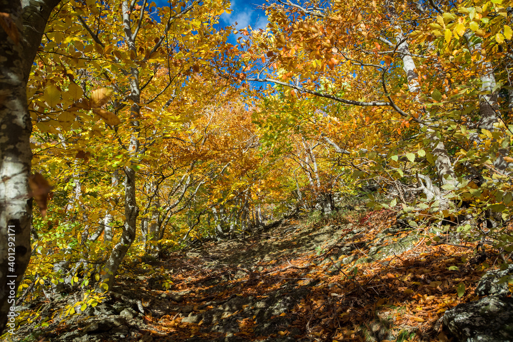 Autumn beech forest. Mountain range Demerdzhi, the Republic of Crimea.