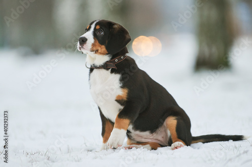 Entlebucher sennenhund puppy in winter. Loyal pet friend