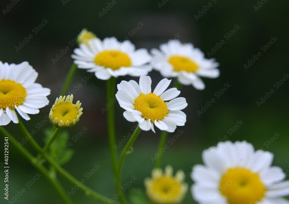 Tanacetum parthenium blooms in nature Tanacetum parthenium blooms in nature