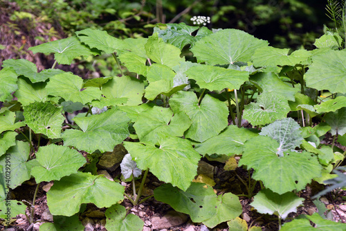 Tussilago farfara grows in nature
