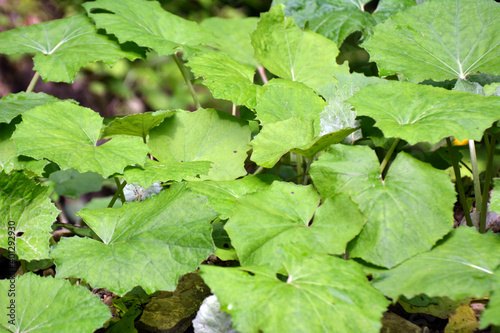 Tussilago farfara grows in nature