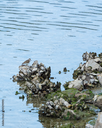 Common sandpiper (Actitis hypoleucos). Marshes of Bengoa, Marismas de Santoña, Victoria y Joyel Natural Park, Cantabrian Sea, Cantabria, Spain, Europe photo