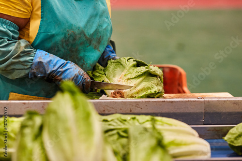 Side view of crop unrecognizable female cutting stumps of lettuce while working in countryside on farm photo