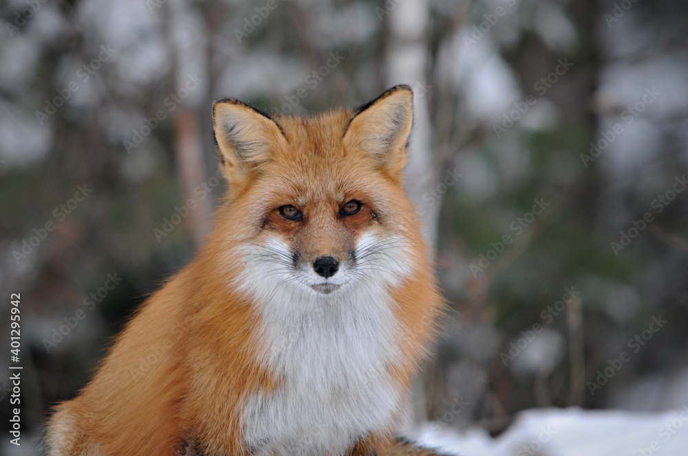 Fototapeta premium Red Fox stock photos. Fox Image. Red fox head shot close-up profile front view with blur background in the winter season in its environment and habitat. Looking at camera.
