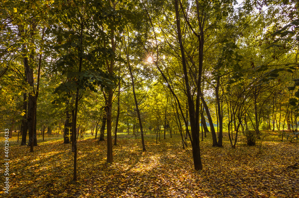 autumn in the park with colourful foliage