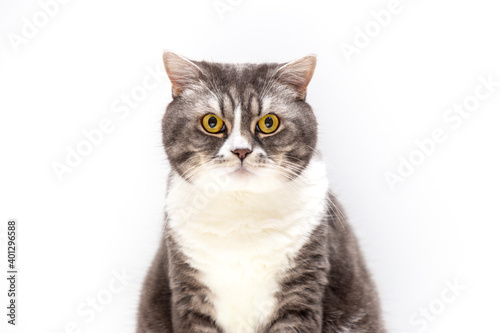 Portrait of British Shorthair cat on a white background. Selective focus.