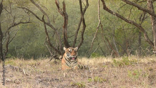 wide shot of Wild female royal bengal tiger resting in natural green background at ranthambore national park or tiger reserve rajasthan india - panthera tigris tigris photo