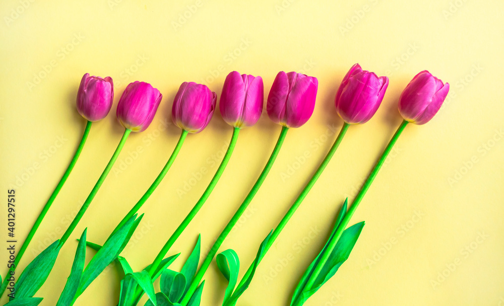 Fresh tulips flowers on light  yellow paper background. Greeting card for Valentine's Day, Mother's or Woman's Day.